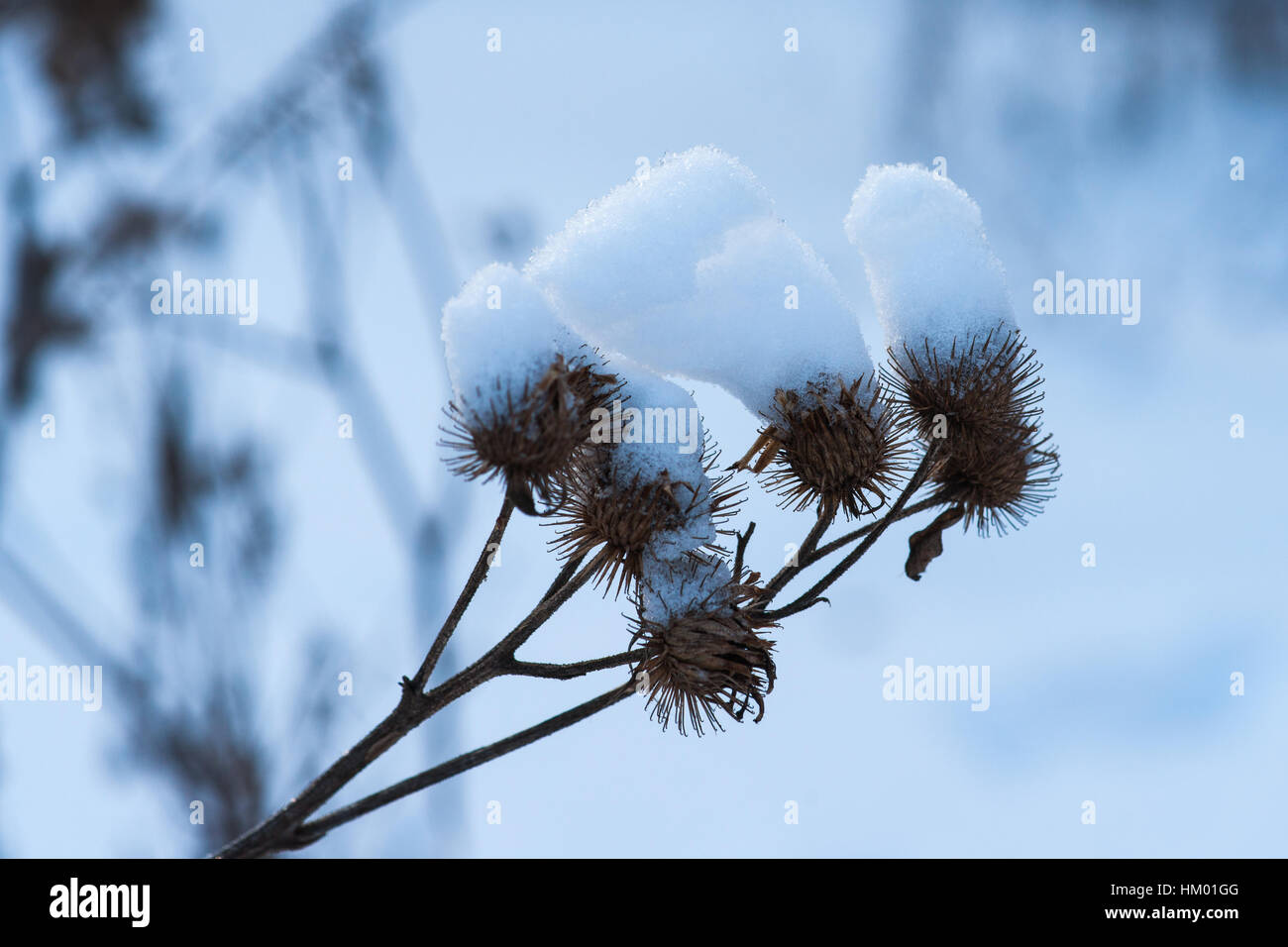 Dry common burdock with large caps of snow against white and bluish background Stock Photo