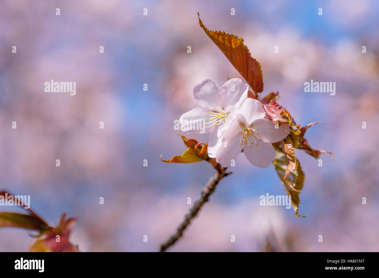 Classic sakura flowers against pink background of blossoming cherry ...