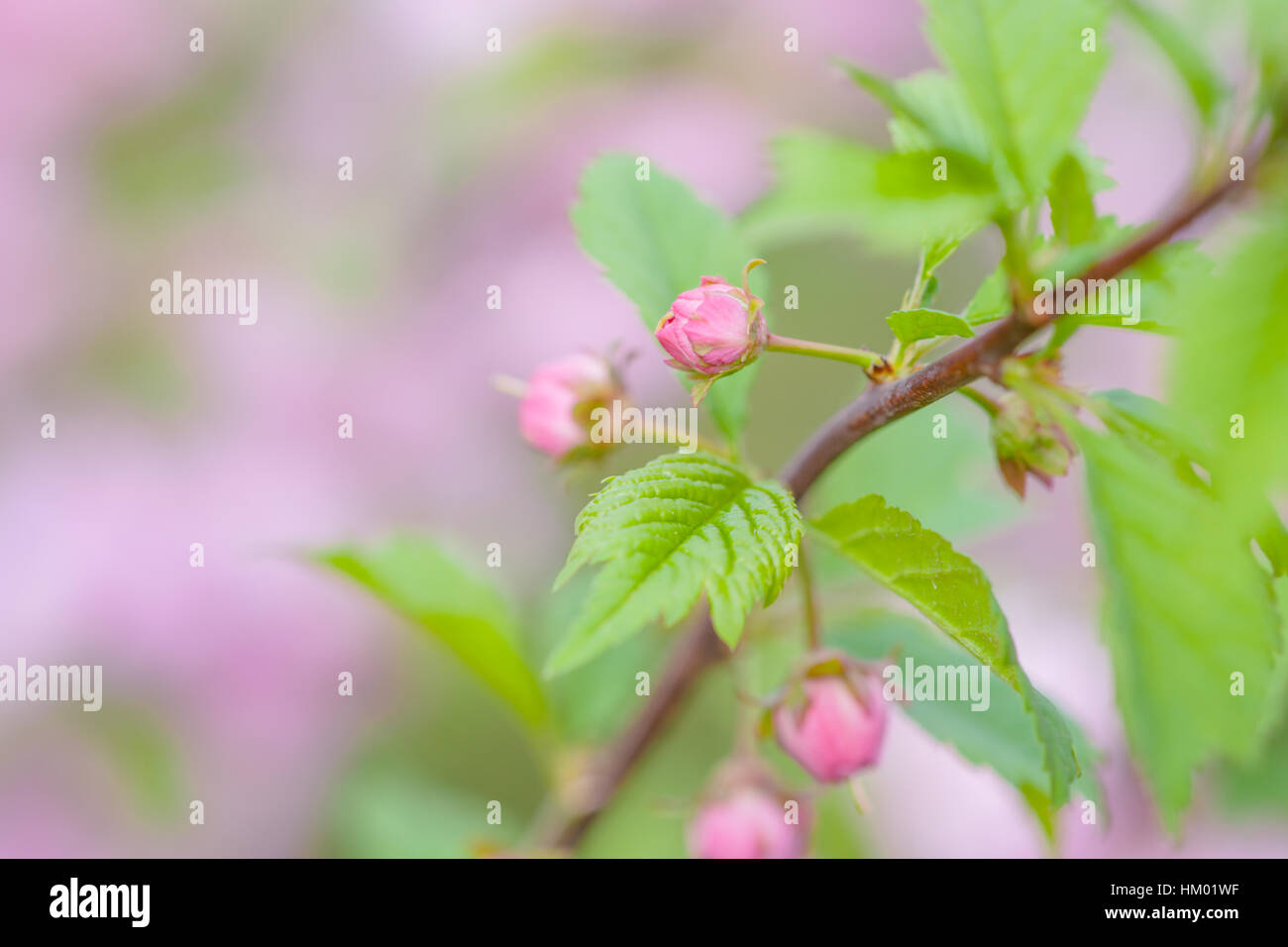 Pink flowers of flowering plum or flowering almond Prunus triloba. Sometimes the tree is called a shrubby cherry. The joy and beauty of spring season. Stock Photo