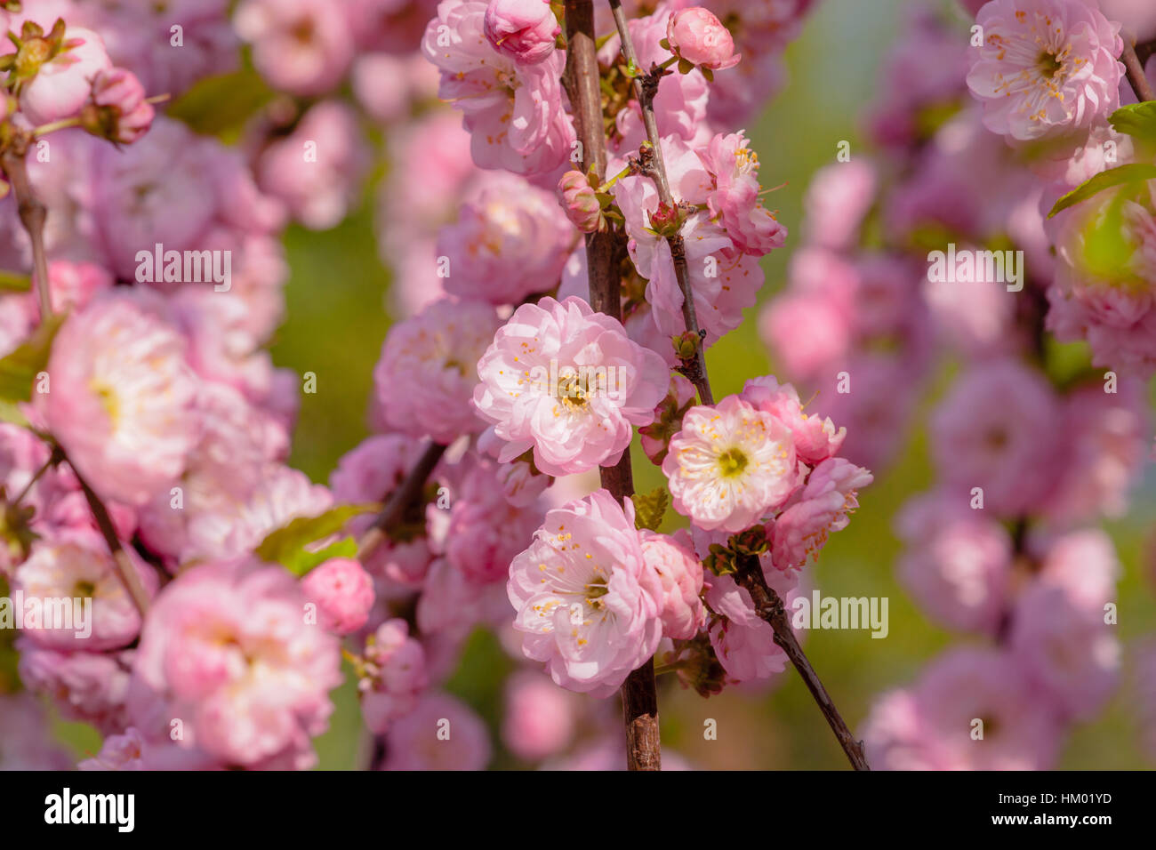 Pink flowers of flowering plum or flowering almond Prunus triloba in the light of the setting sun. Sometimes the tree is called a shrubby cherry. Stock Photo