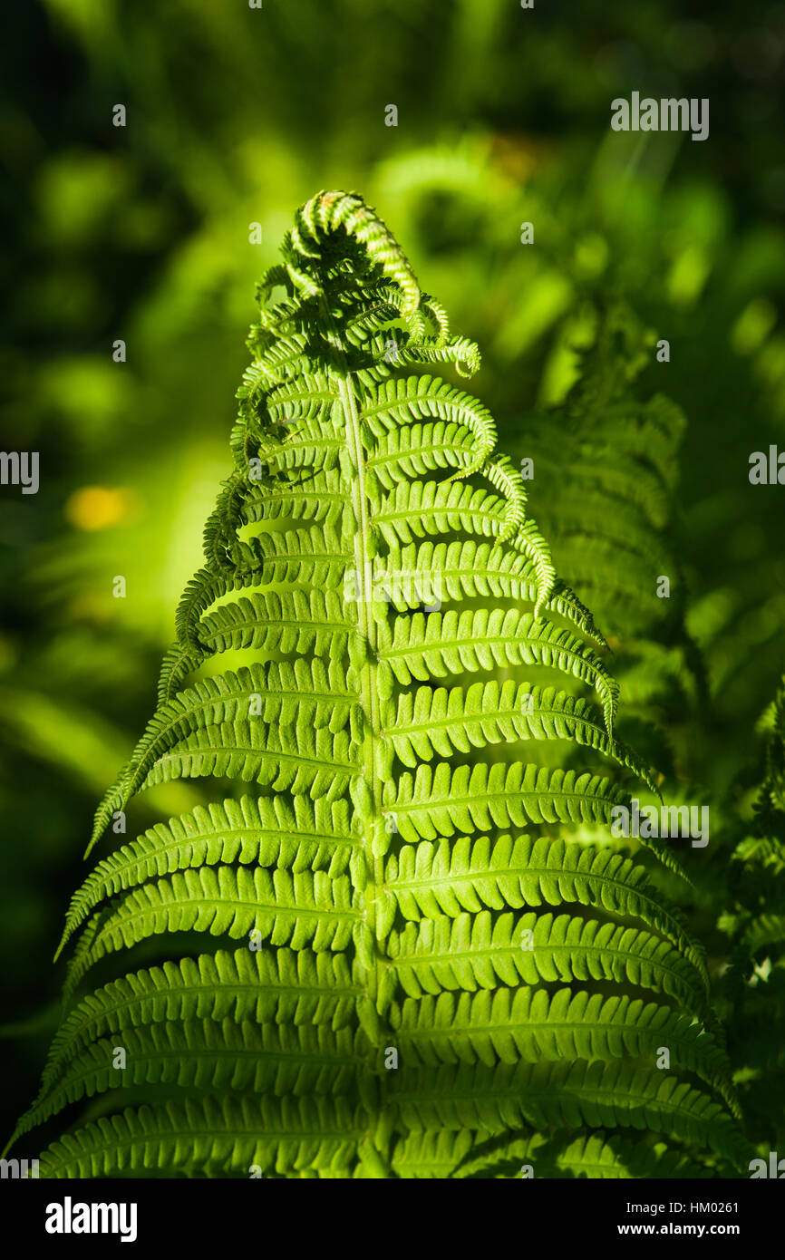 Details of the fern grasses in the spring forest. Sunlit fresh plants, array of green colors, play of light and shadows. Stock Photo