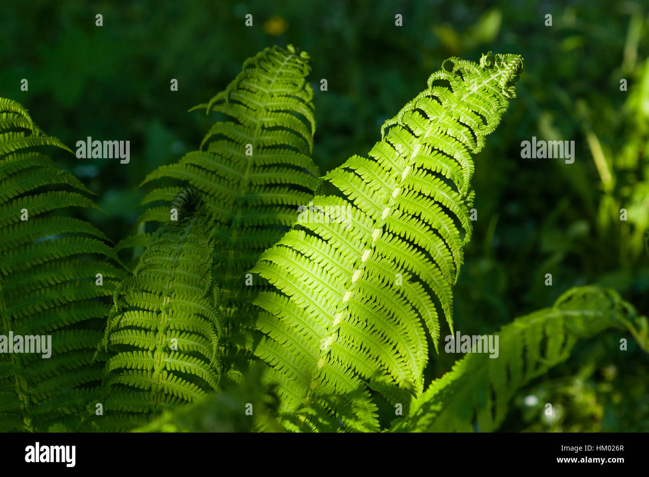 Details of the fern grasses in the spring forest. Sunlit fresh plants, array of green colors, play of light and shadows. Stock Photo
