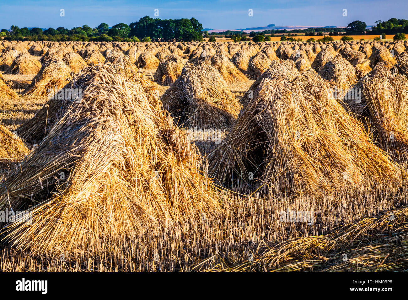 Traditional stooks of wheat in a field in Wiltshire, UK. Stock Photo