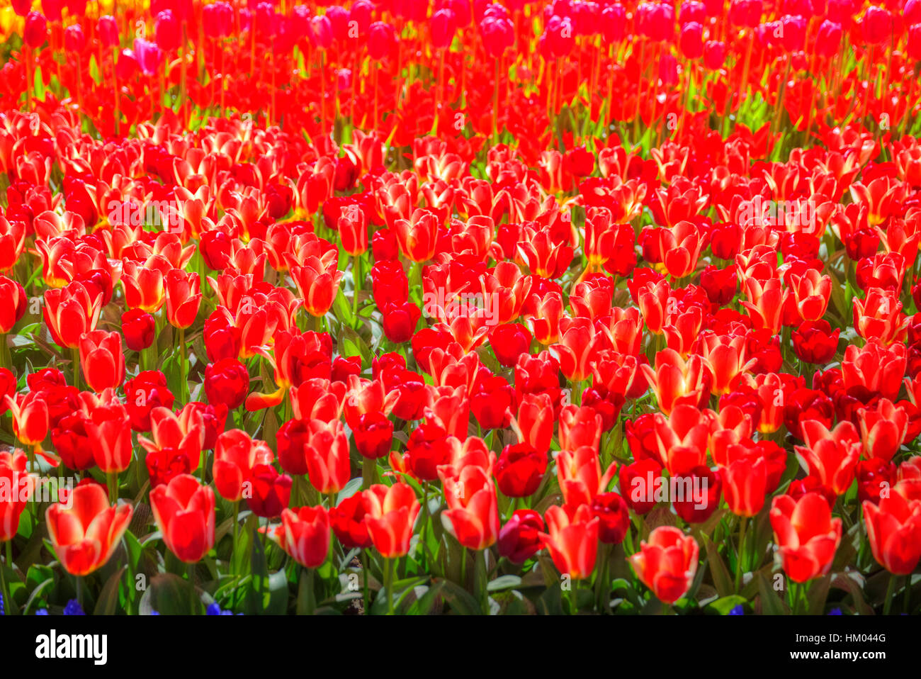 field with red tulips in the netherlands Stock Photo - Alamy