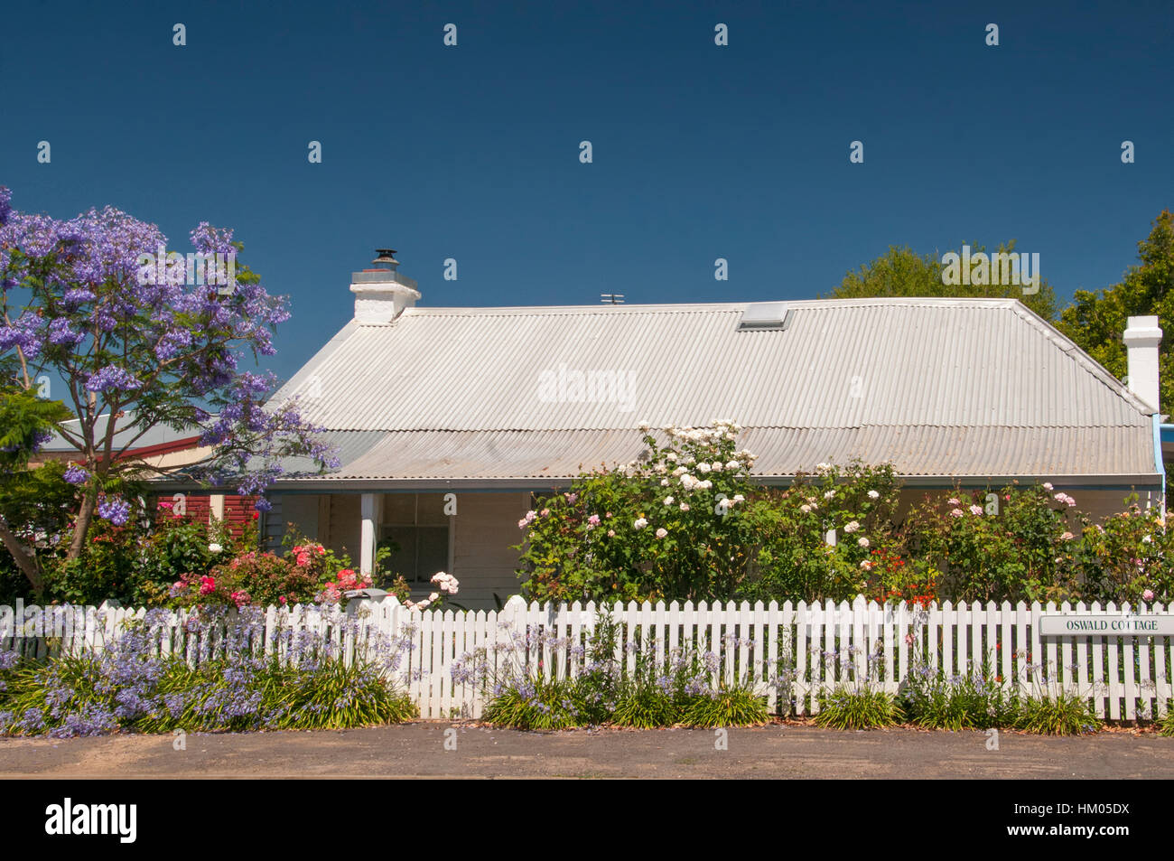 Country cottage and garden, with flowering jacaranda at left. Penola