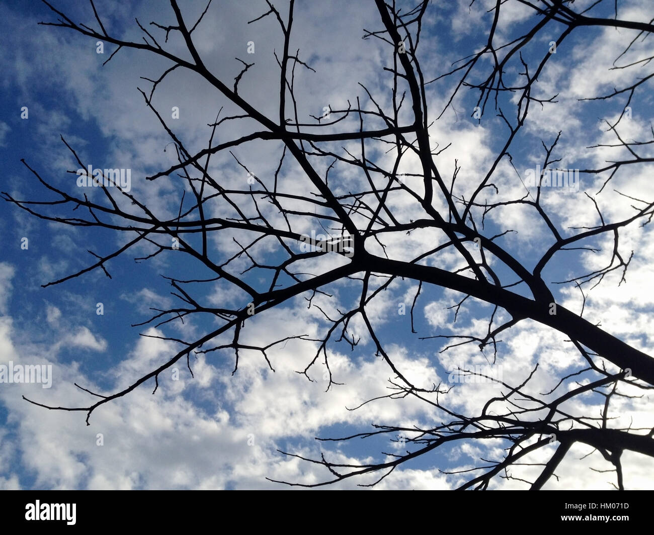 Silhouette of trees branches on background of cloudy blue sky Stock ...