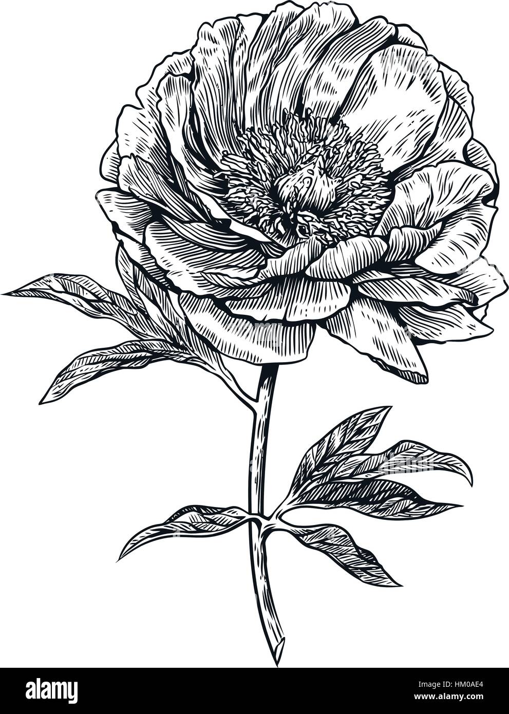Peony, flower, engraving, drawing, vector, illustration Stock Vector