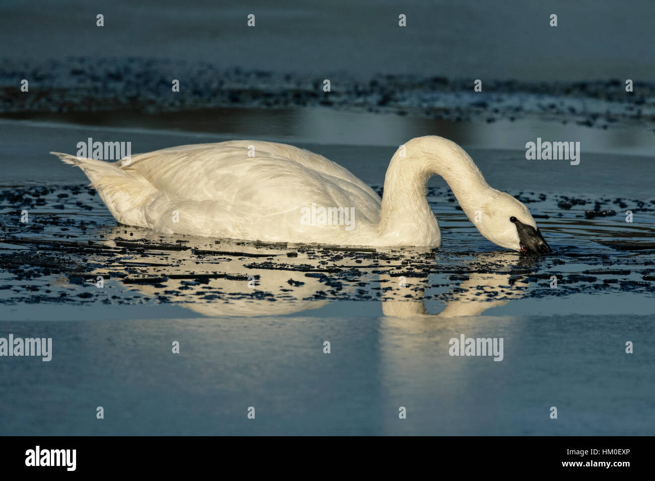 Trumpeter swan feeding in frozen lagoon-Victoria, British Columbia, Canada. Stock Photo