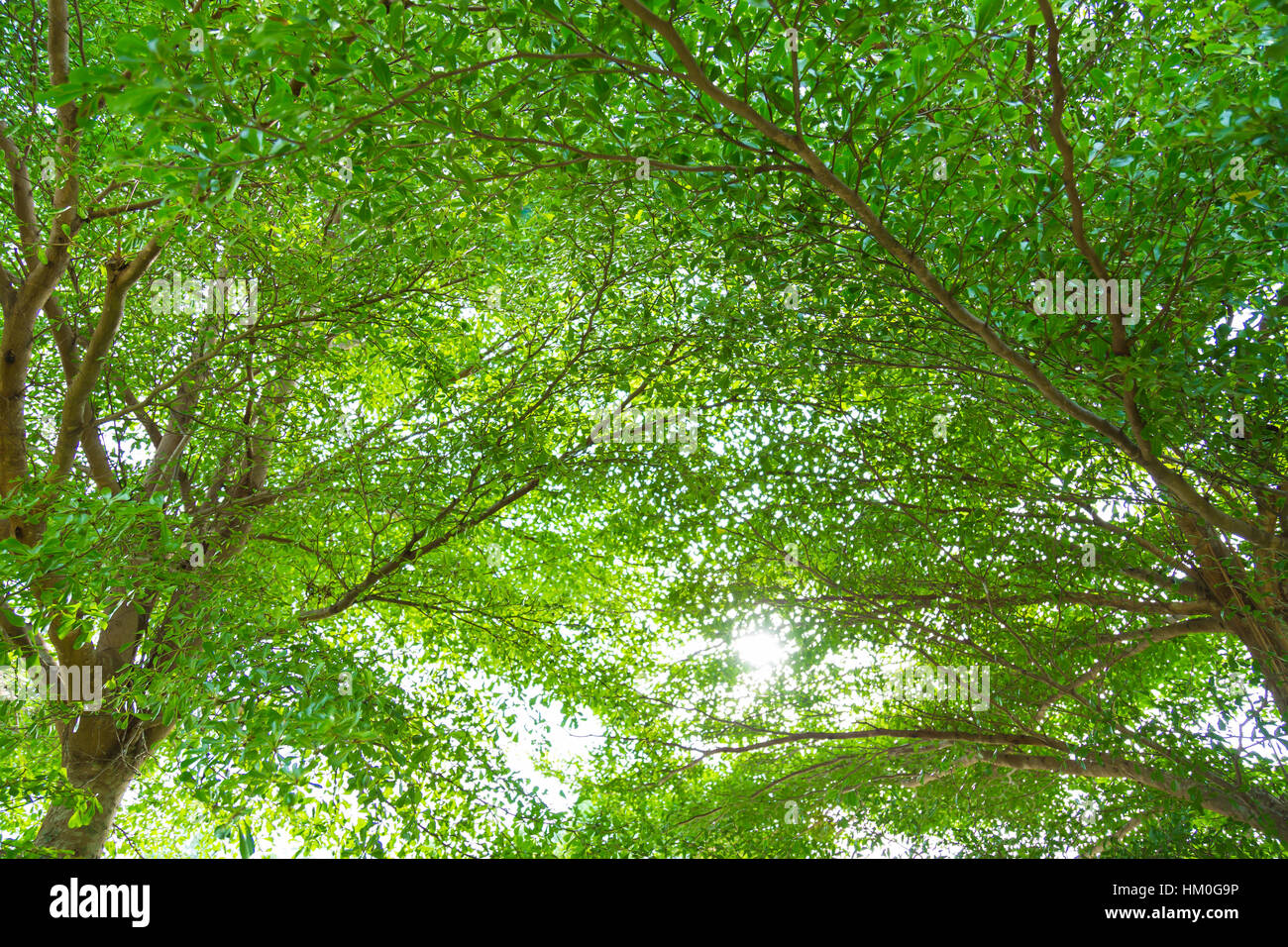 Green forest with sunlight Stock Photo - Alamy