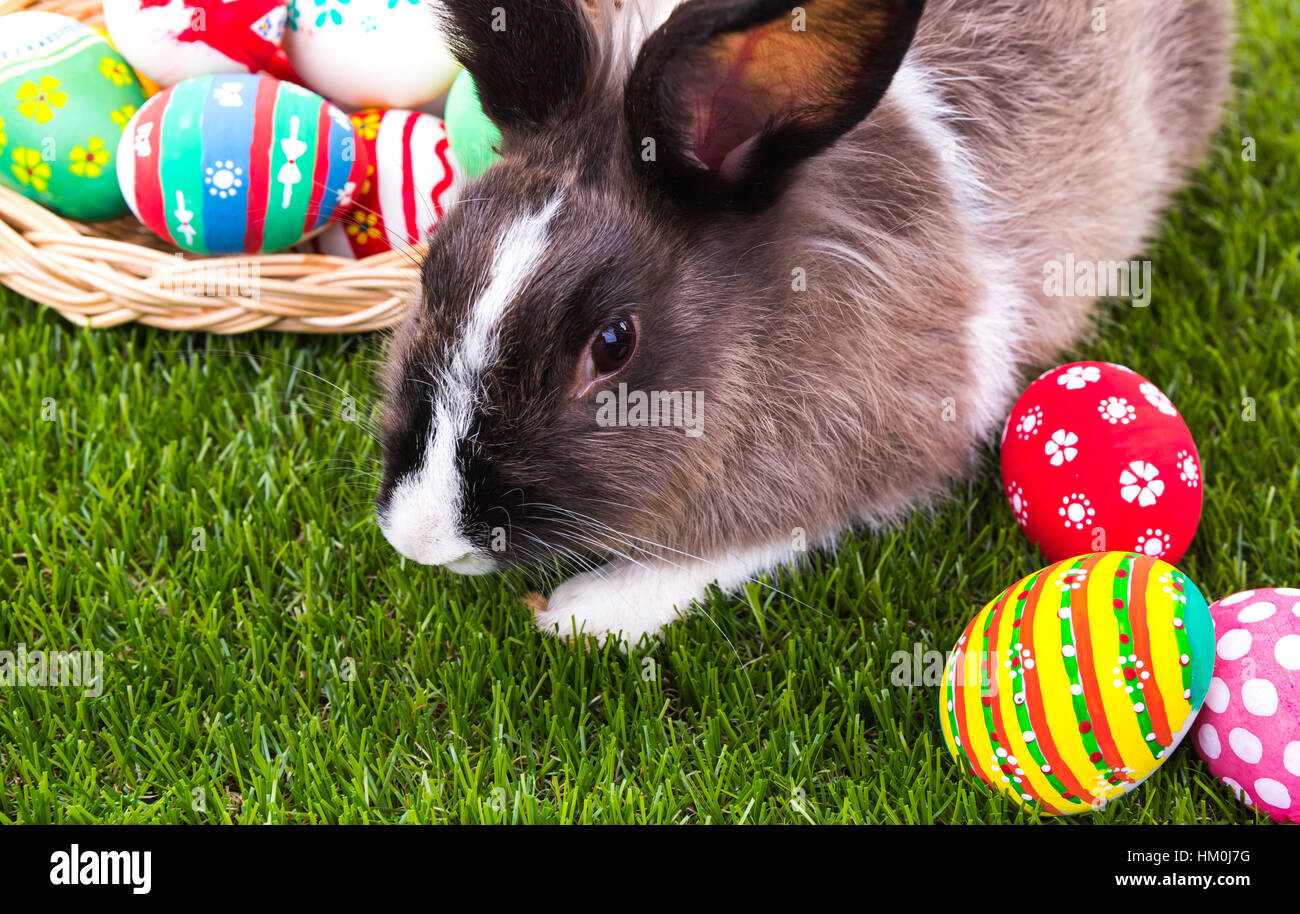 Rabbit and easter eggs in green grass Stock Photo