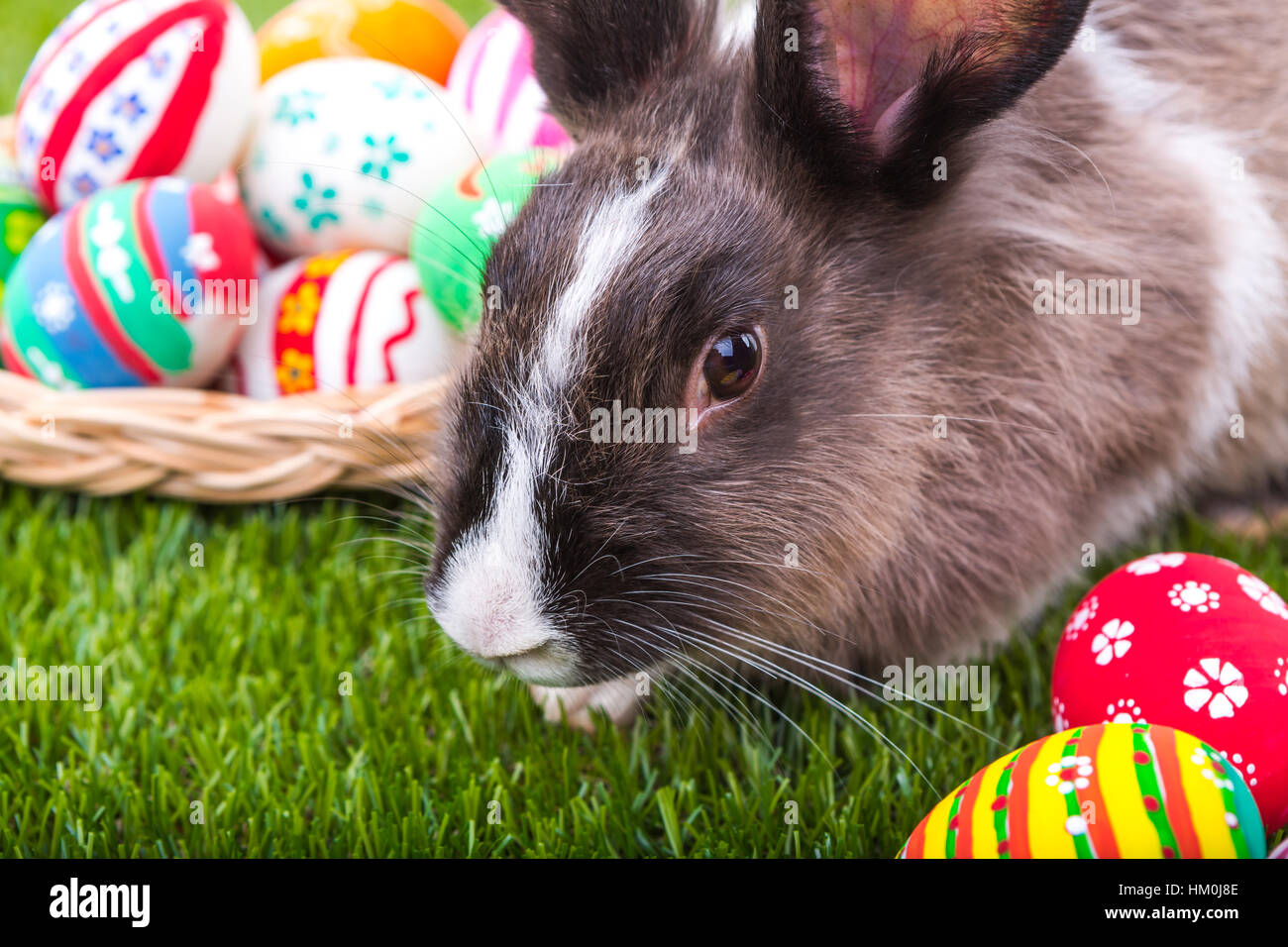 Rabbit and easter eggs in green grass Stock Photo - Alamy