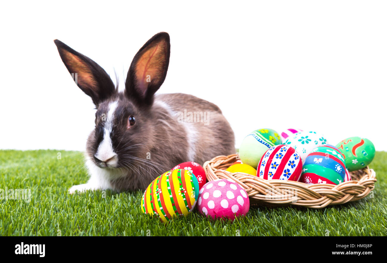 Rabbit and easter eggs in green grass Stock Photo - Alamy