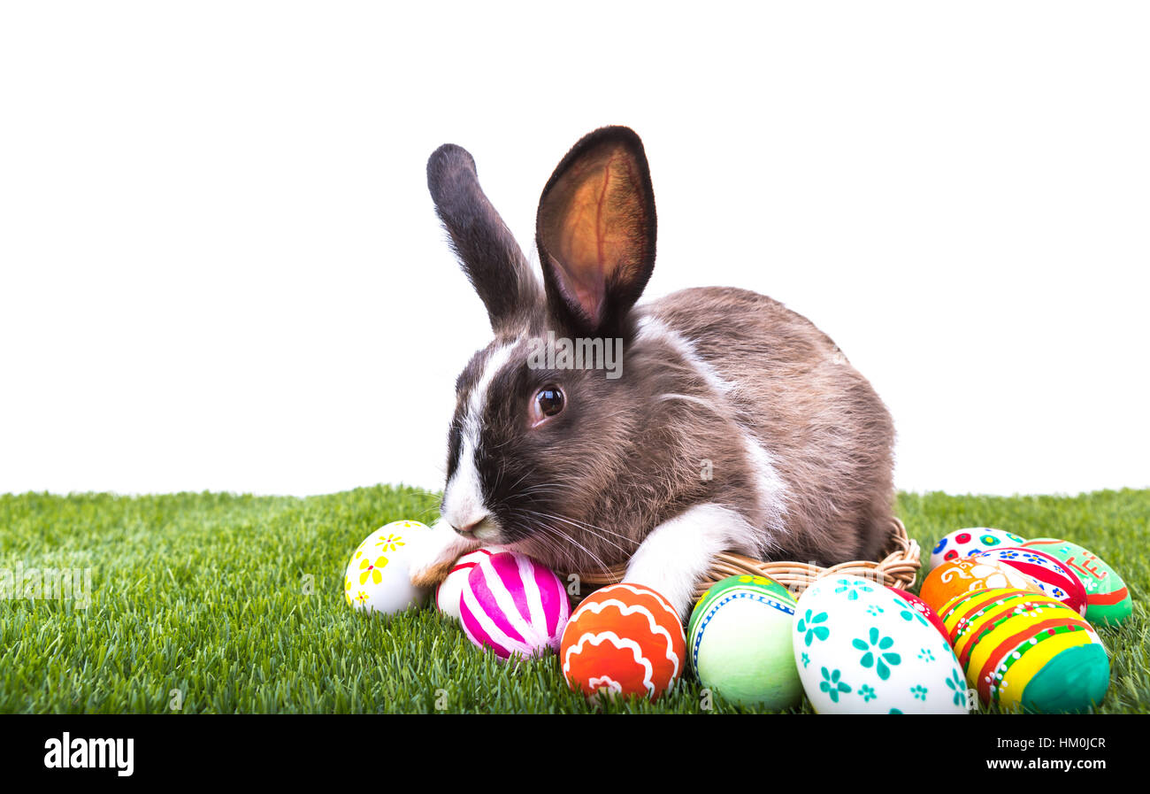 Rabbit and easter eggs in green grass Stock Photo - Alamy