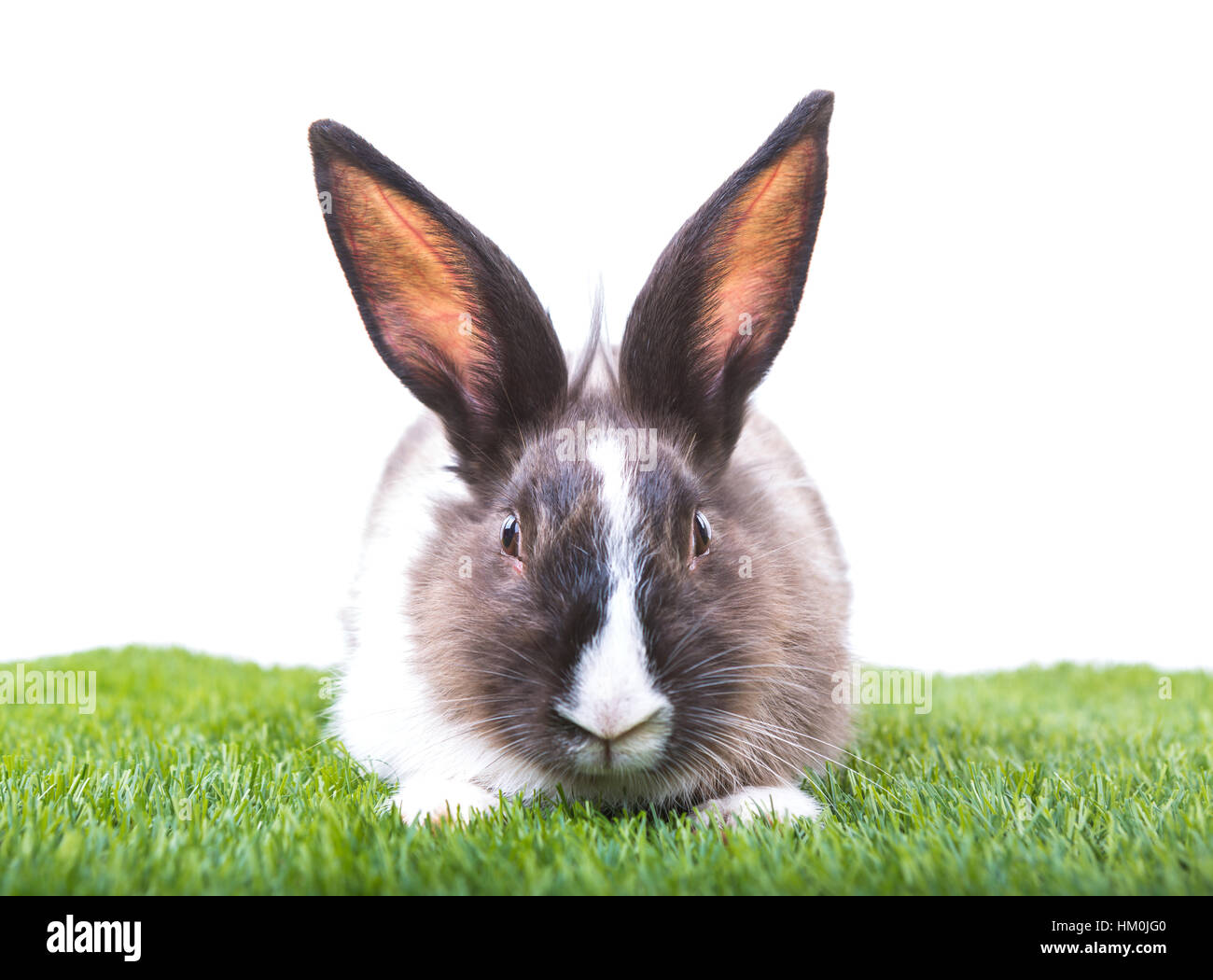 Rabbit in green grass on white background Stock Photo - Alamy