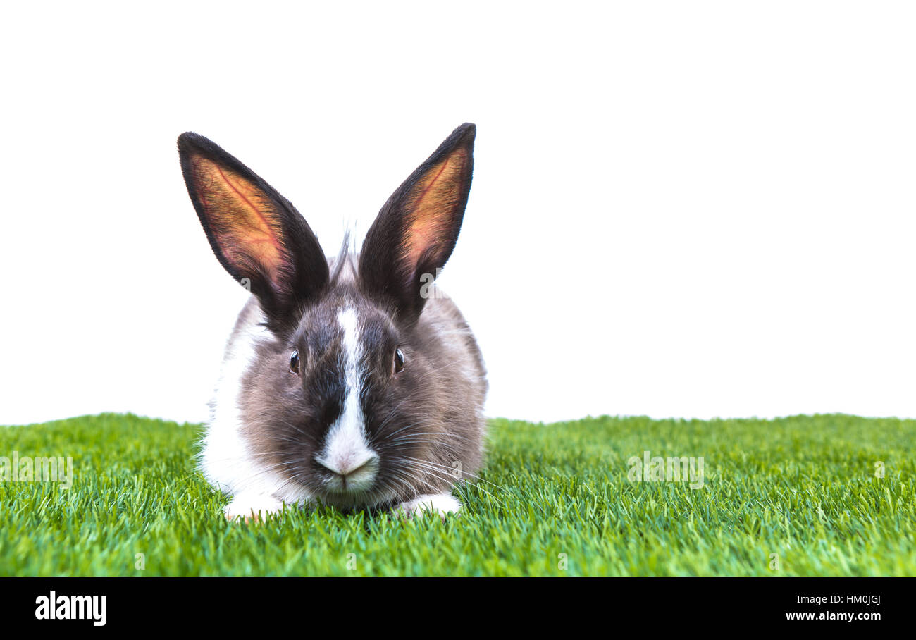 Rabbit in green grass on white background Stock Photo - Alamy