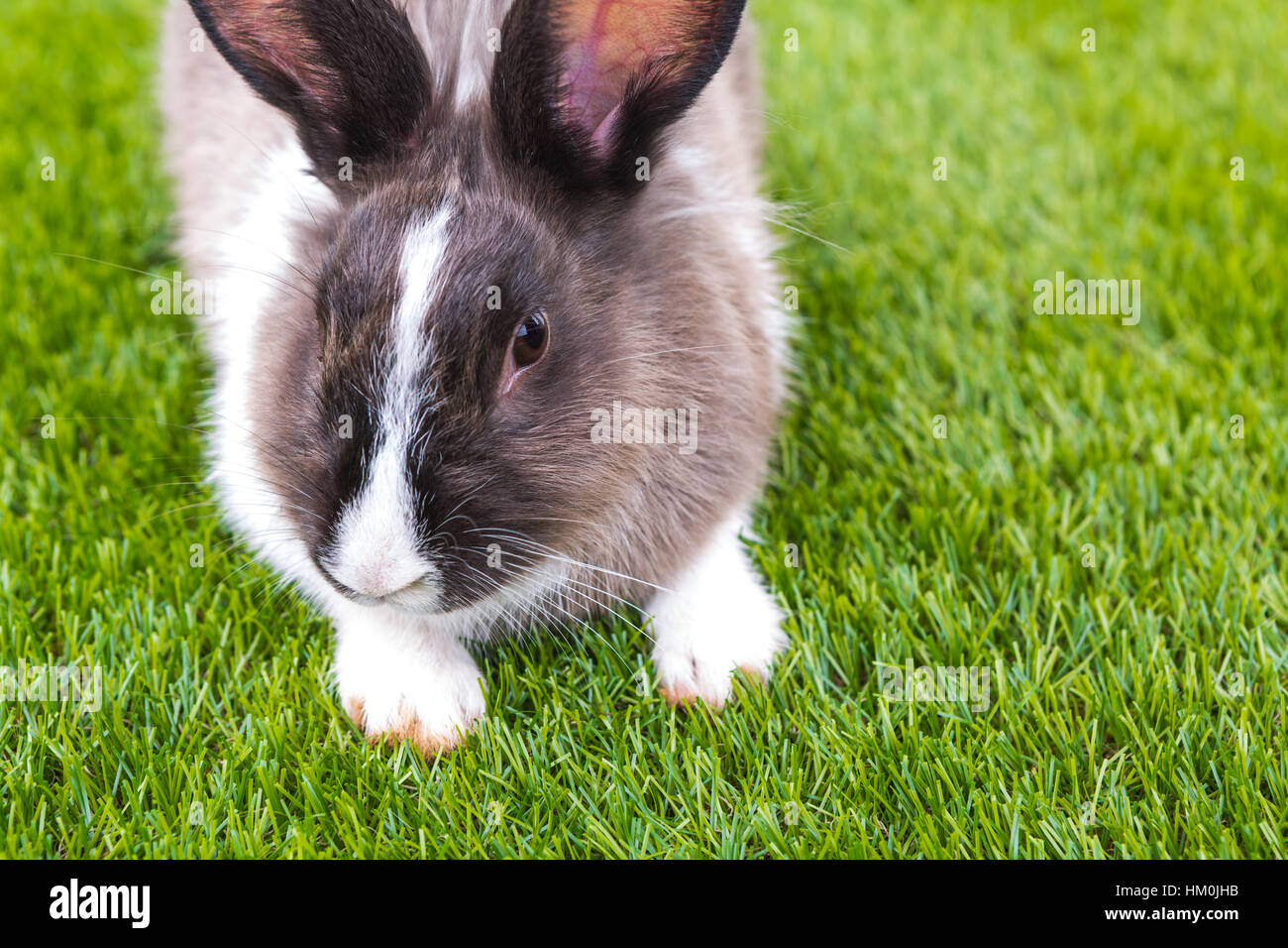 Rabbit in green grass Stock Photo - Alamy