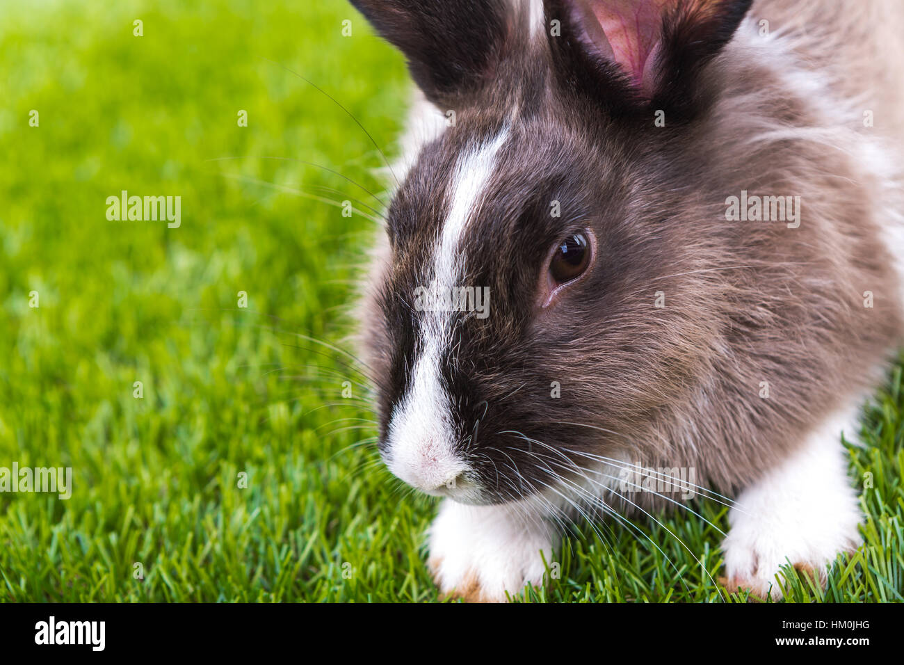 Rabbit and easter eggs in green grass Stock Photo - Alamy