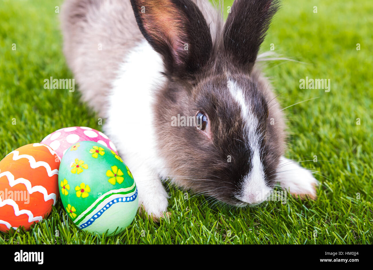 Rabbit and easter eggs in green grass Stock Photo - Alamy