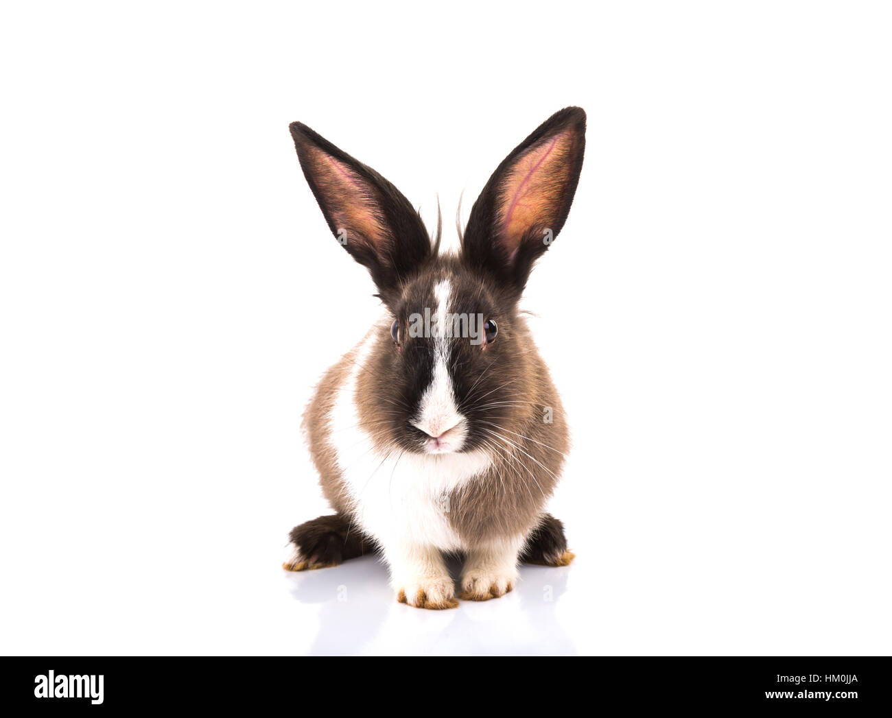 Rabbit isolated on a white background Stock Photo - Alamy