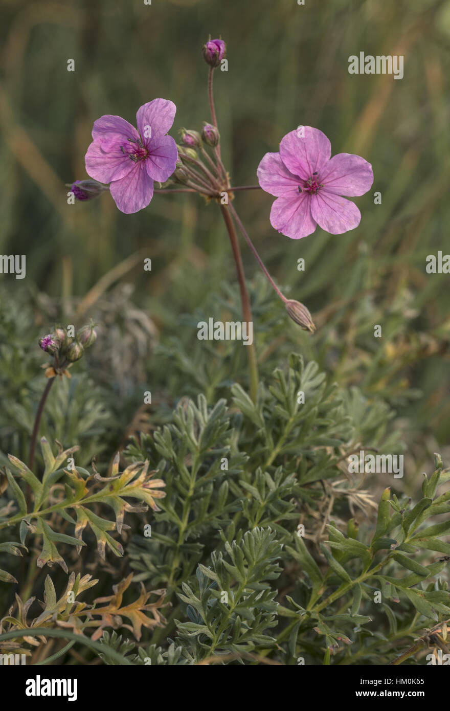 An attractive Storksbill, Erodium guicciardii in flower, north-west Greece. Stock Photo