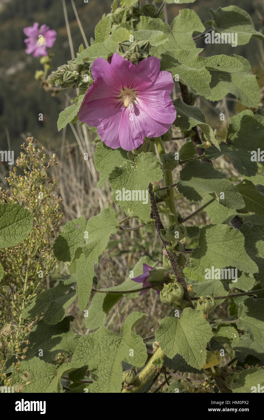 Common hollyhock, Alcea rosea in flower, north Greece Stock Photo Alamy