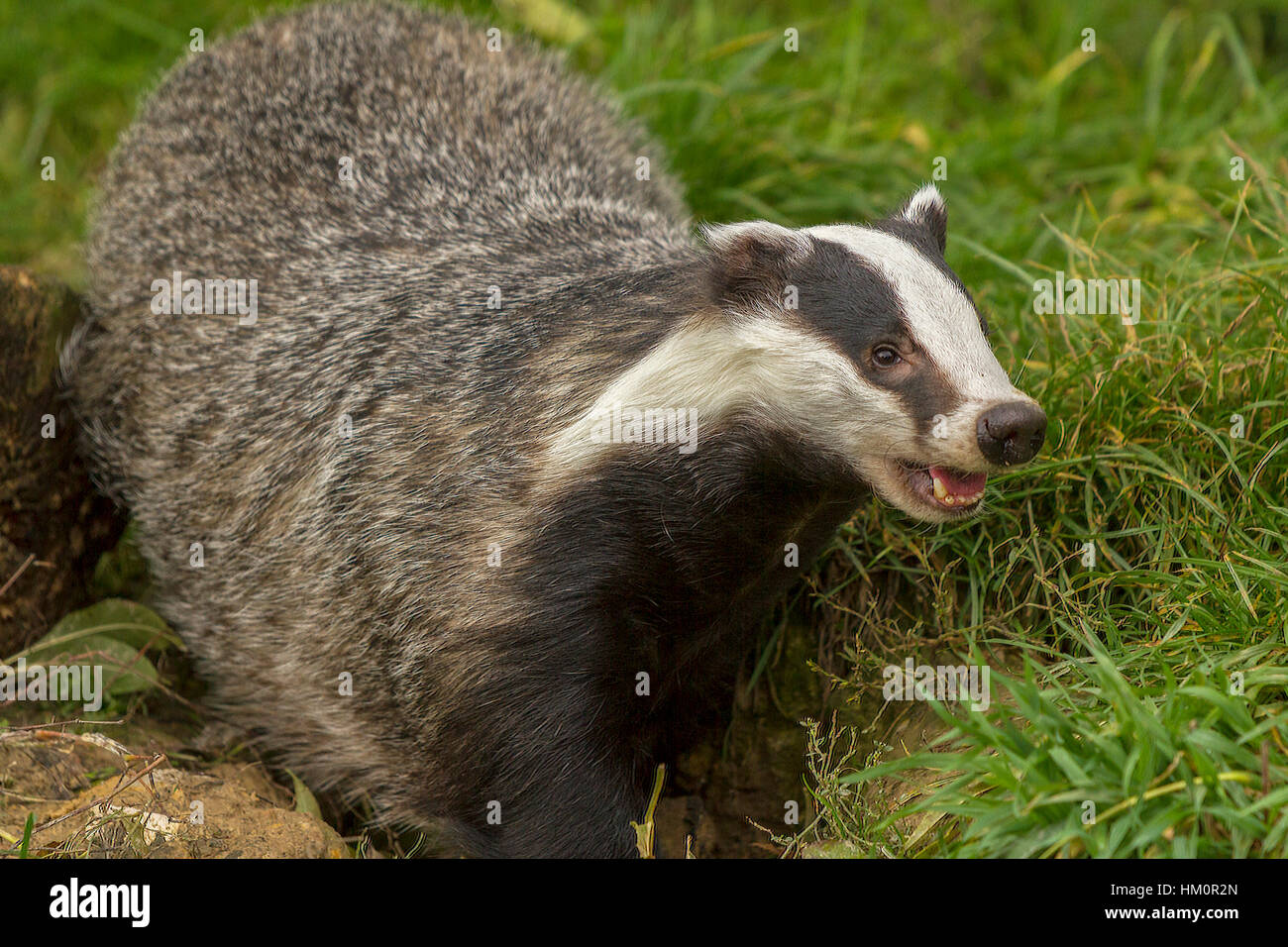 Snarling Badger (Meles meles)  Berkshire UK Stock Photo