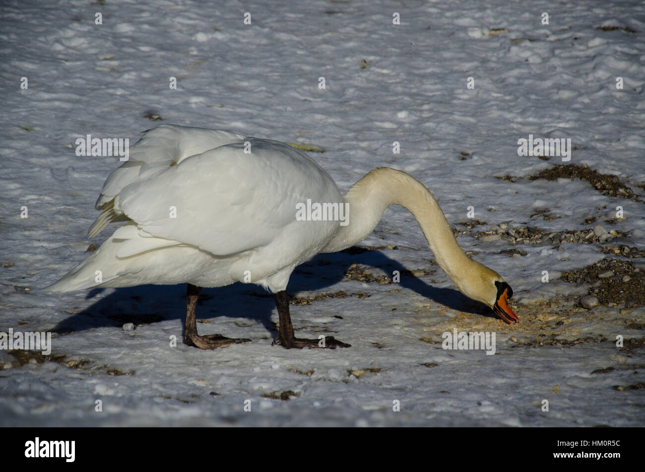 Swan on ice Stock Photo