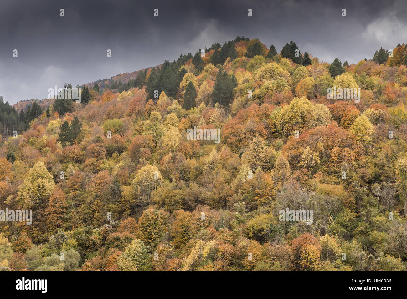 Mixed deciduous forests hi-res stock photography and images - Alamy