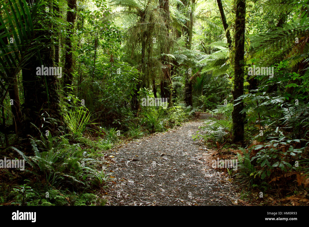 Walking trail in tropical forest Stock Photo - Alamy