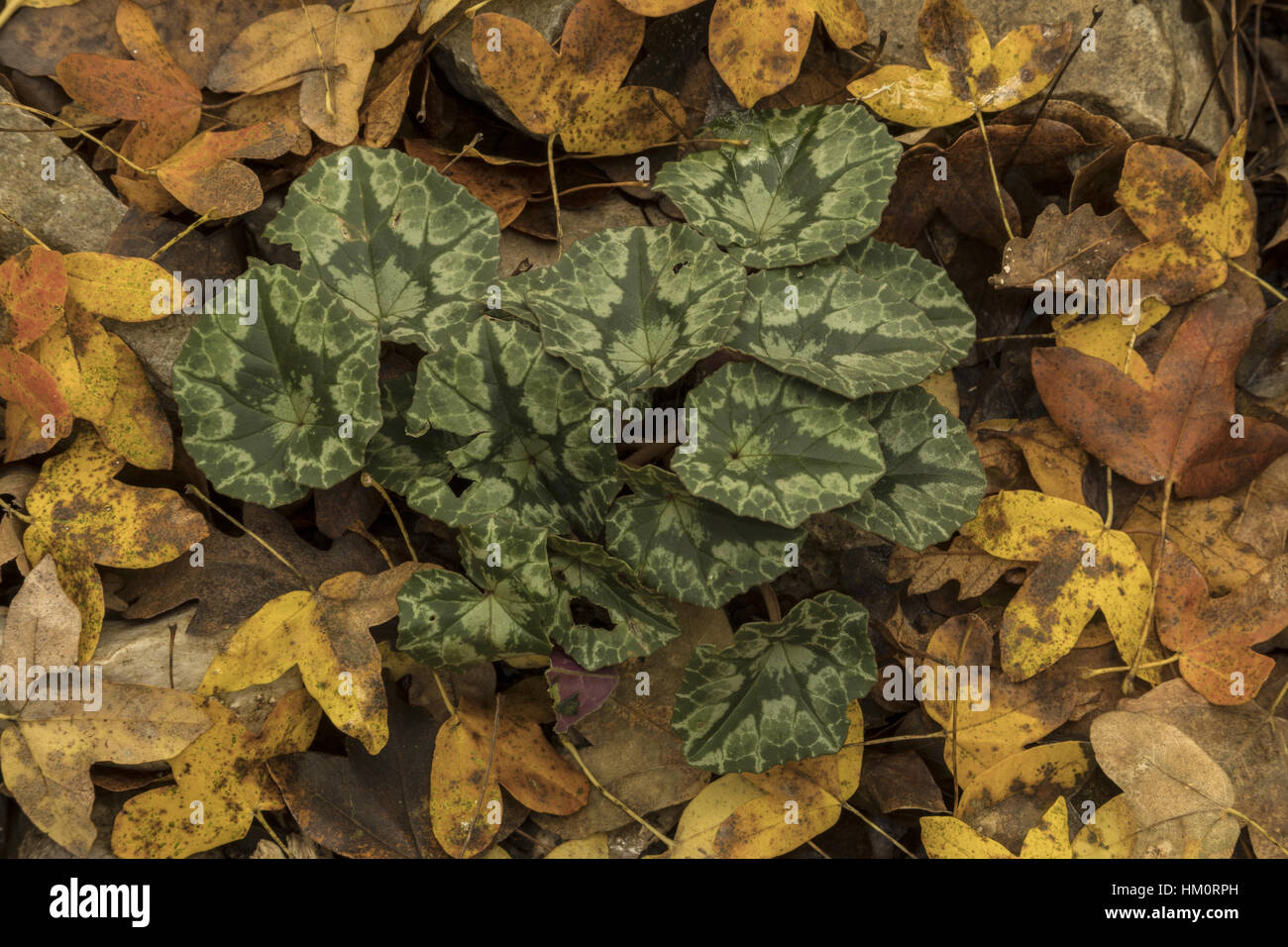 Leaves of Cyclamen hederifolium among fallen Montpellier Maple leaves, autumn, Stock Photo