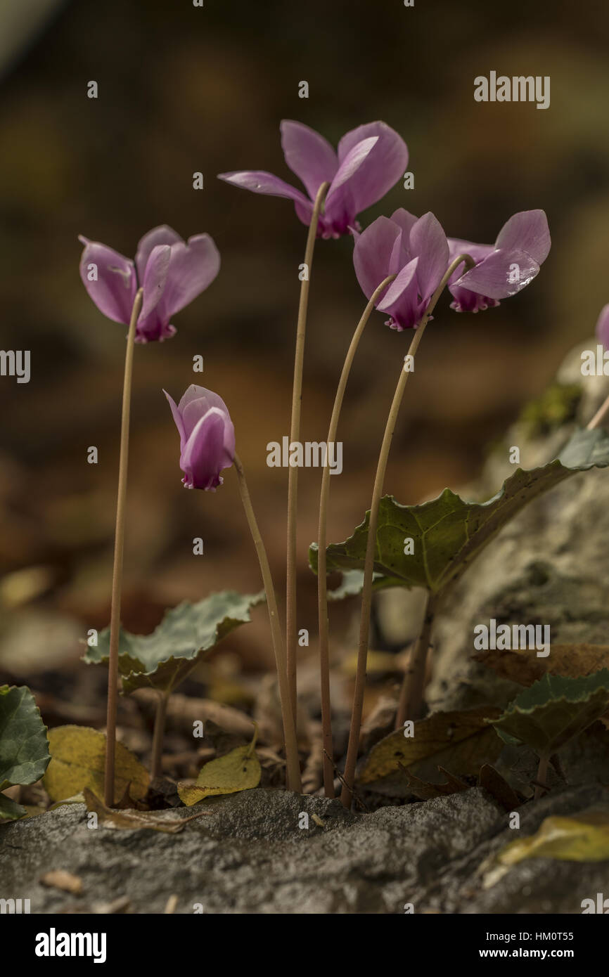 Flowers of Cyclamen hederifolium in autumn, north Greece. Stock Photo