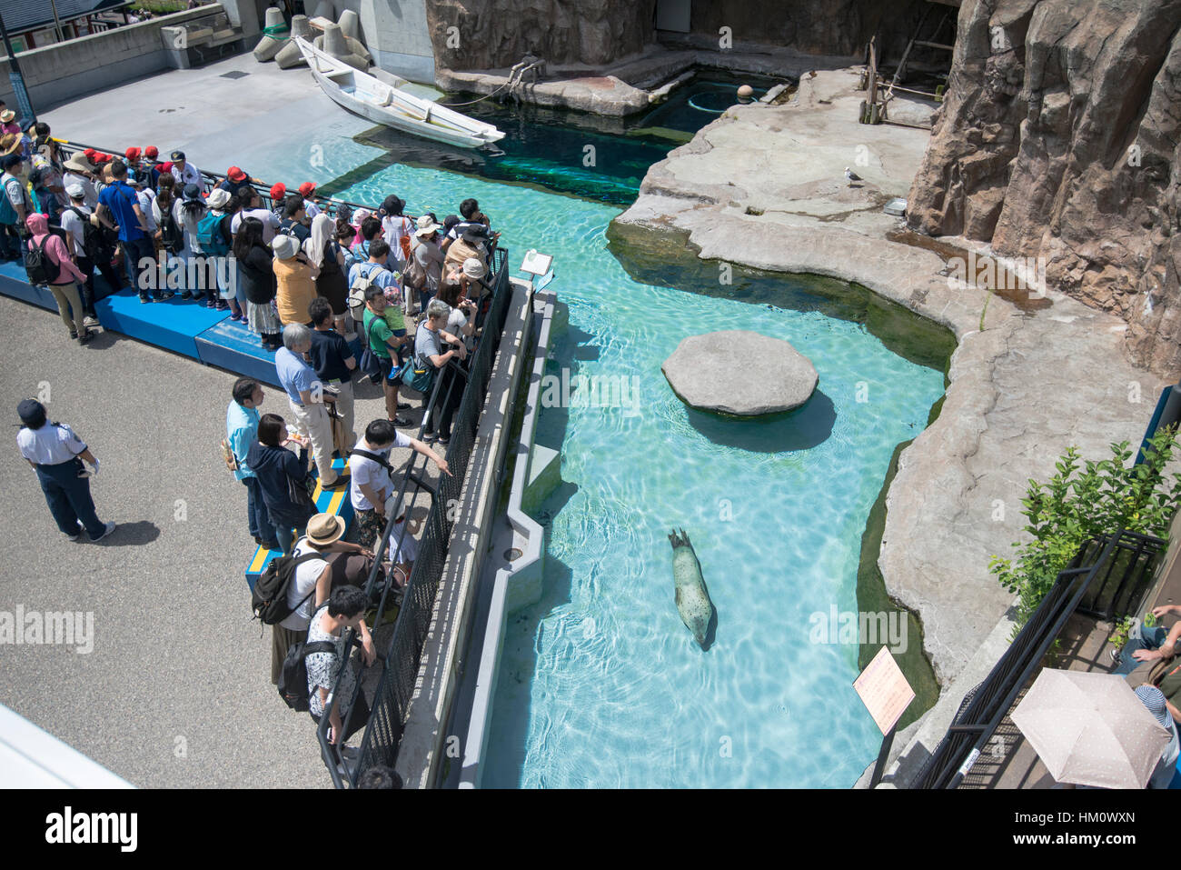 Japan, Hokkaido, Asahikawa, Asahiyama Zoo, Seal swimming pool Stock Photo