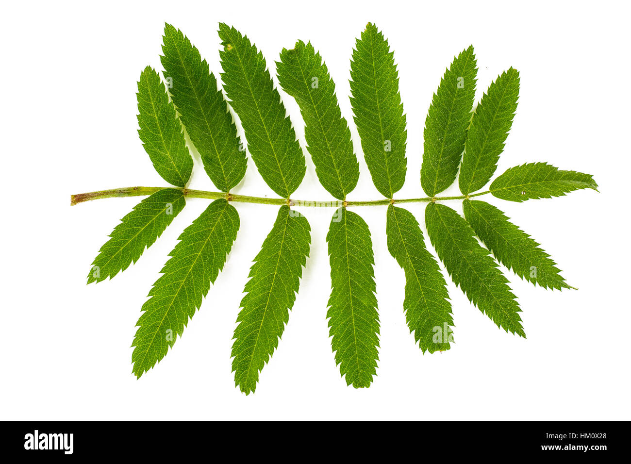 The leaves of mountain ash isolated on a white background Stock Photo Alamy