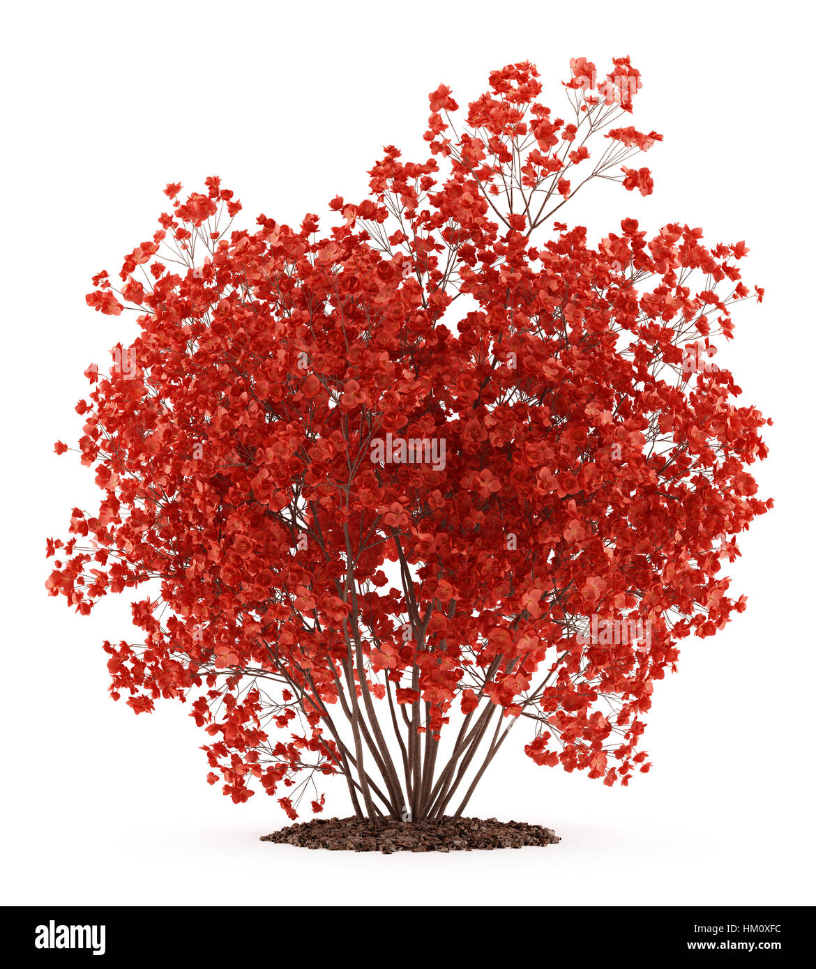flowering quince plant isolated on white background Stock Photo
