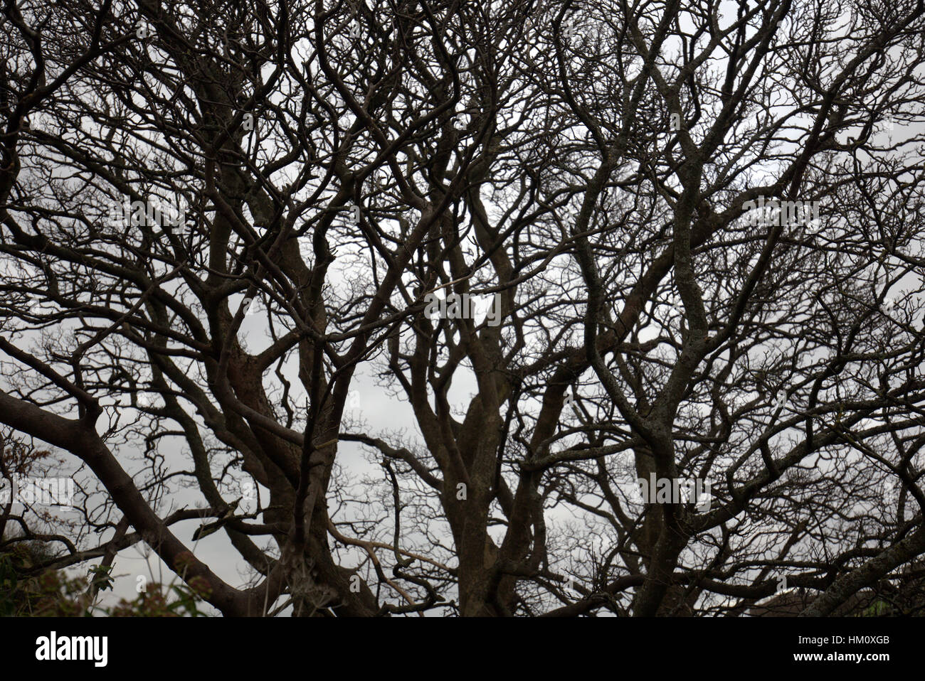 Abstract black and white colour silhouettes of tree branches against sky Stock Photo