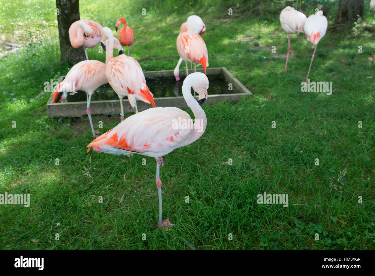 Flamingo at the Asahiyama zoo in Hokkaido, Japan. Stock Photo