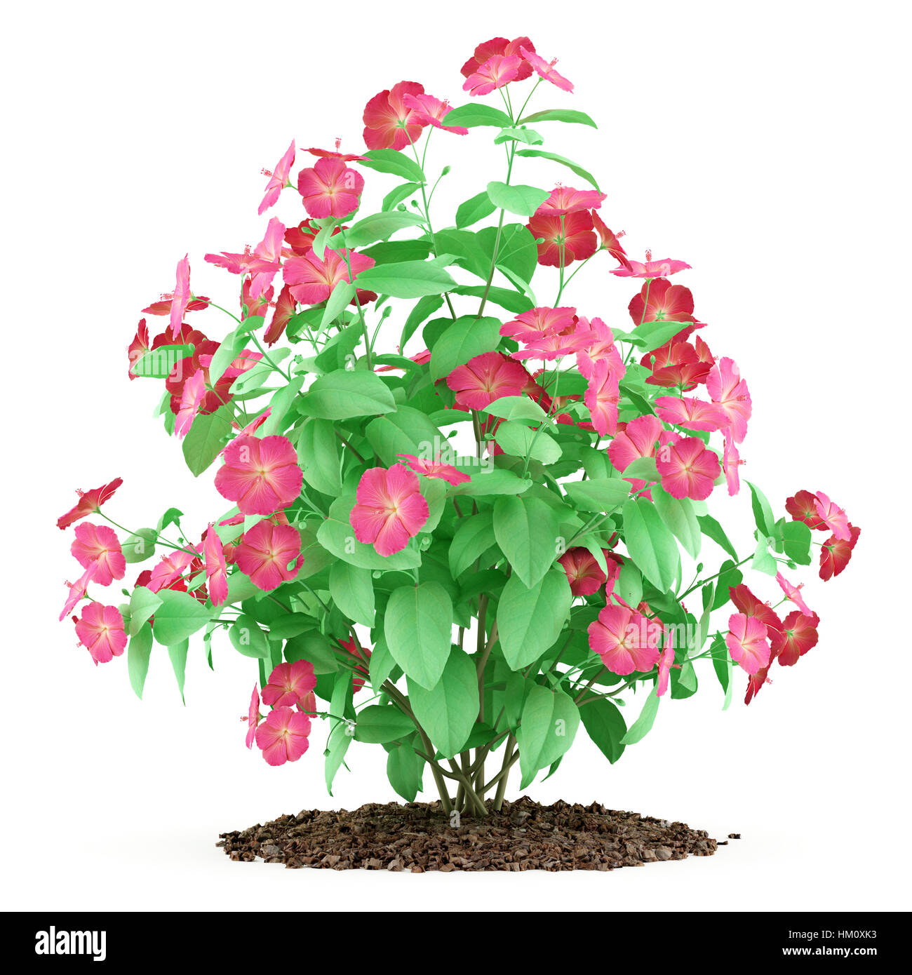 red hibiscus flowers isolated on white background Stock Photo - Alamy