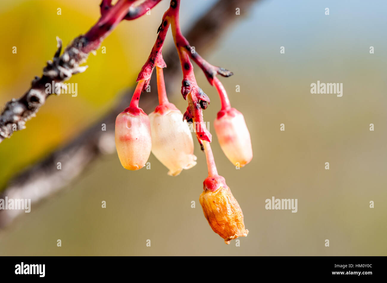 strawberry tree (Arbutus unedo) bloom Stock Photo