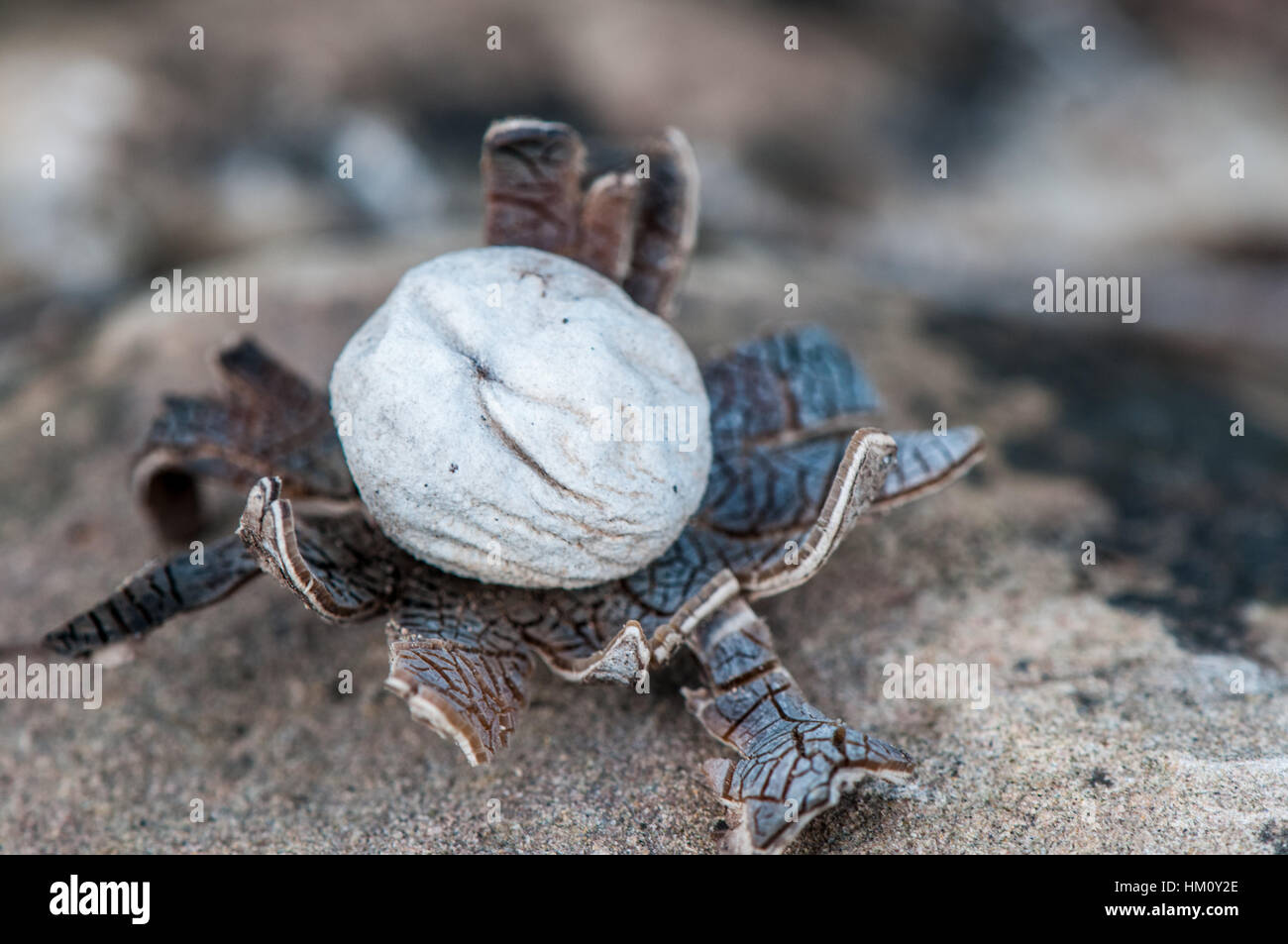 barometer earthstar (Astraeus hygrometricus Stock Photo Alamy