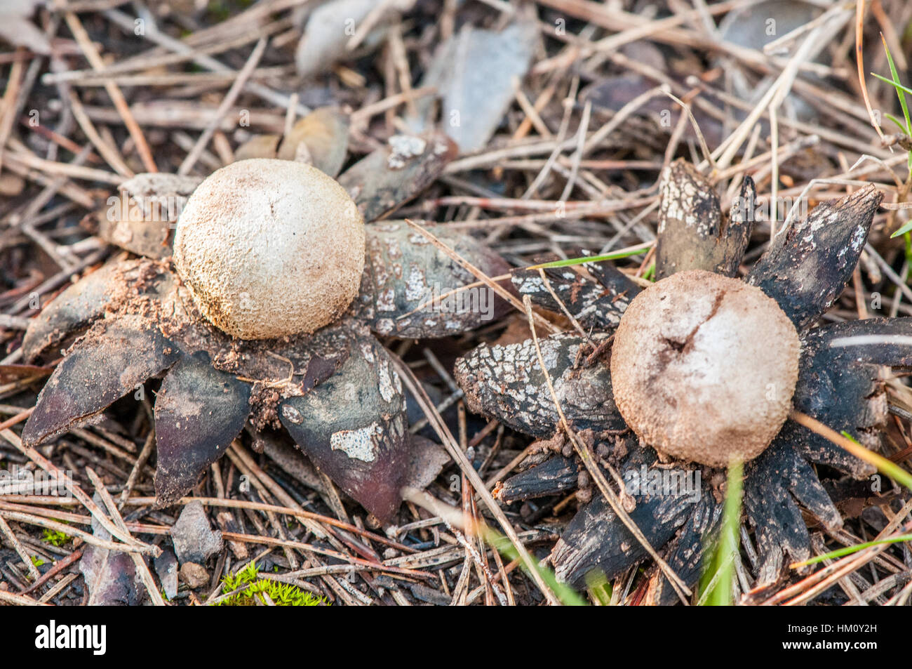barometer earthstar (Astraeus hygrometricus Stock Photo Alamy