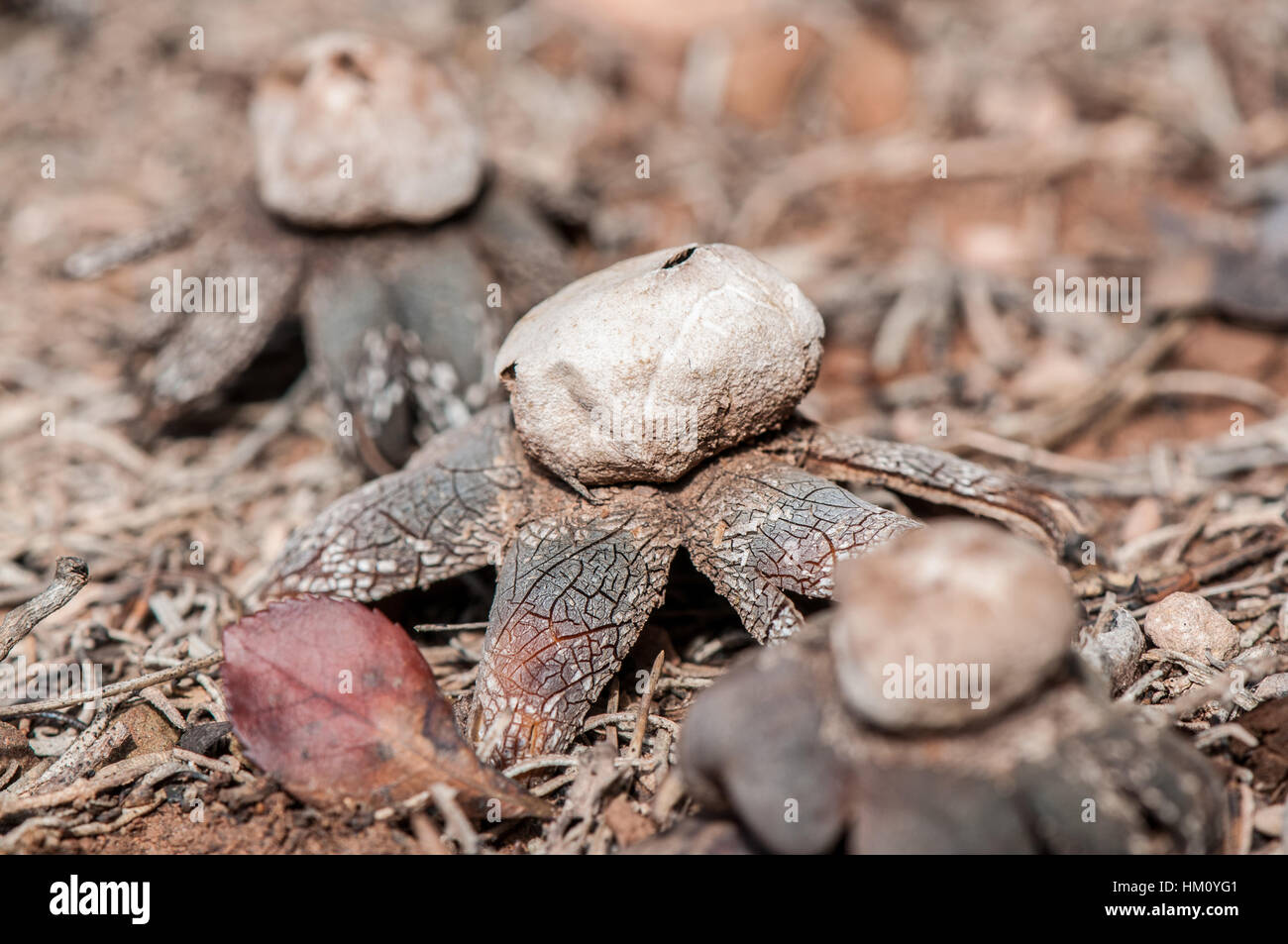 barometer earthstar (Astraeus hygrometricus Stock Photo Alamy