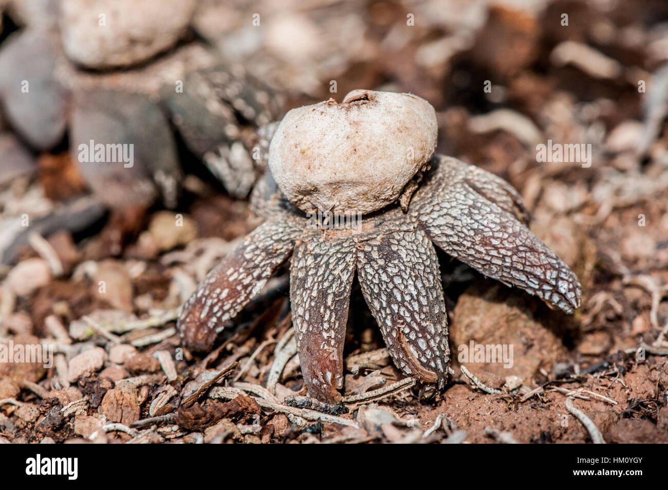 barometer earthstar (Astraeus hygrometricus Stock Photo Alamy
