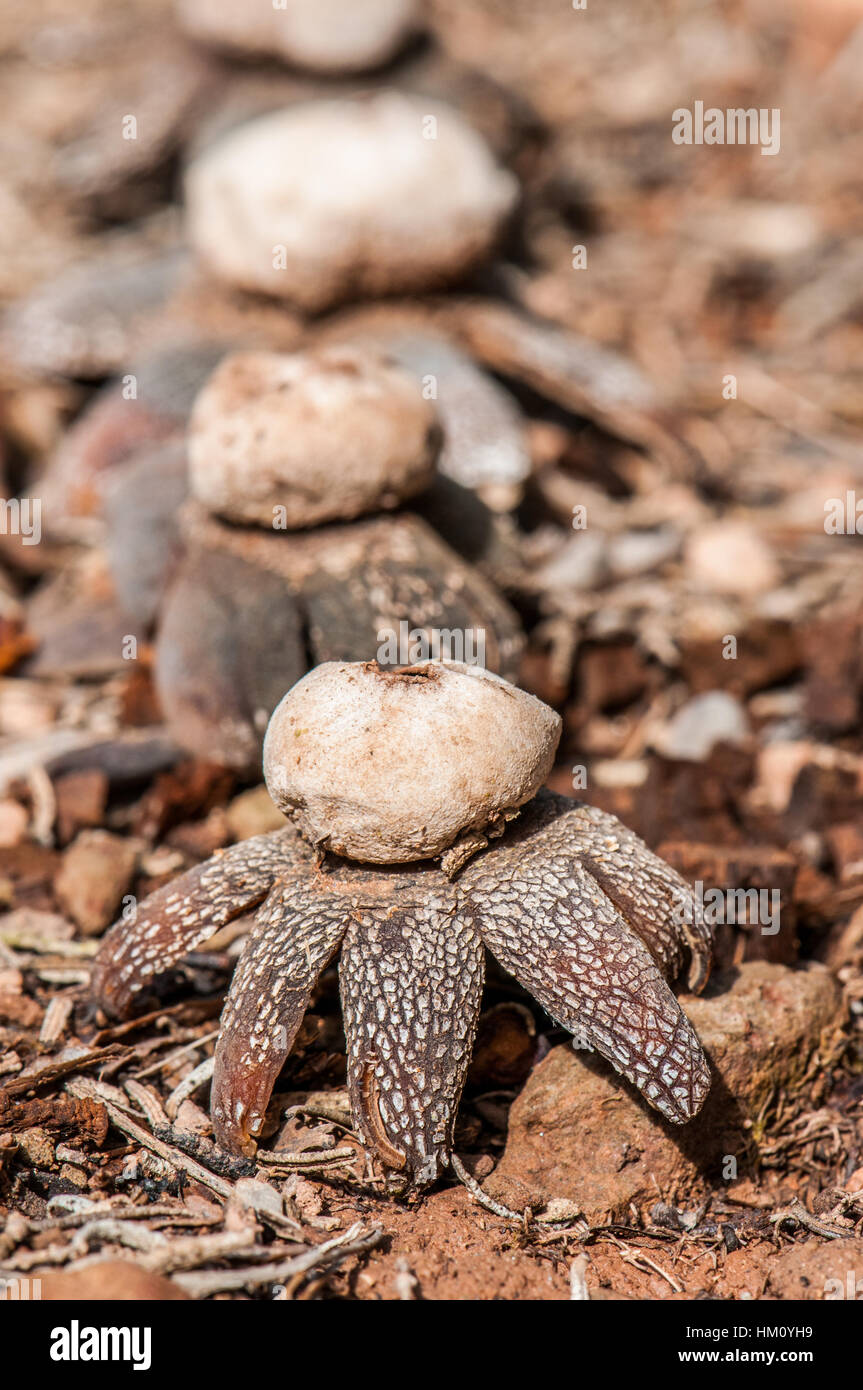 barometer earthstar (Astraeus hygrometricus Stock Photo Alamy