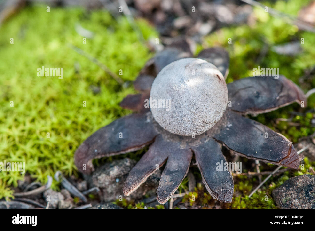 barometer earthstar (Astraeus hygrometricus Stock Photo Alamy