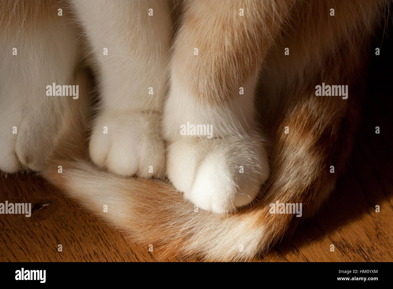 Cats Paws a detail of a ginger cats white paws Stock Photo Alamy