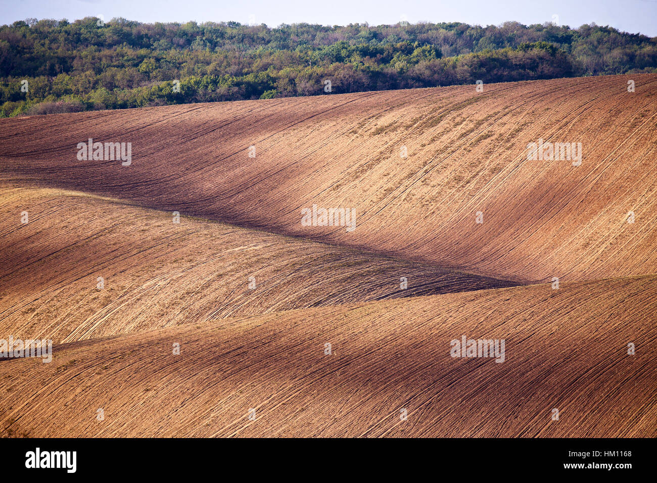 Spring arable land. Spring wavy agriculture scene. Rural landscape of South Moravia Stock Photo