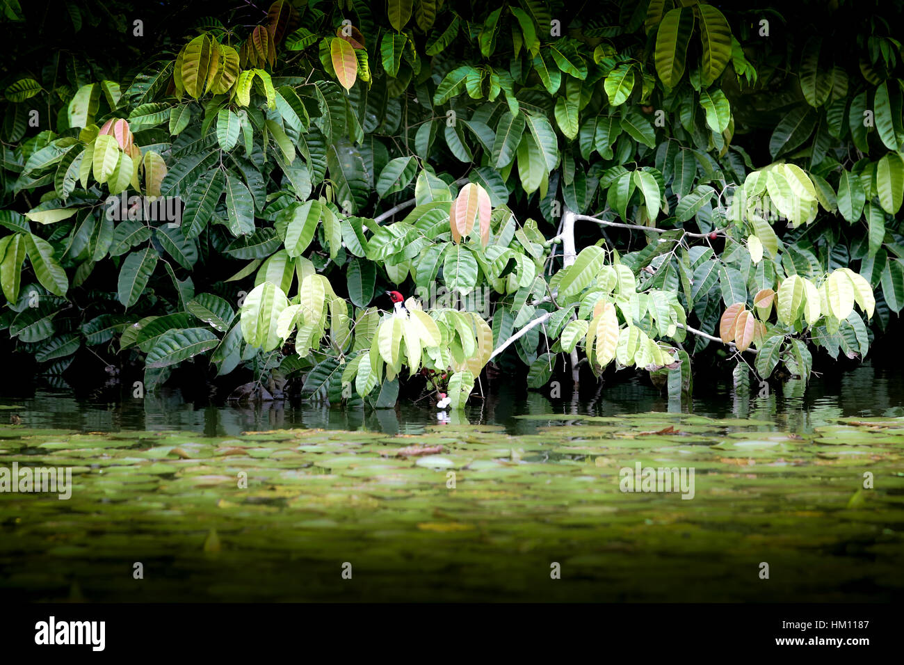 Sandoval lake lodge peru hi-res stock photography and images - Alamy