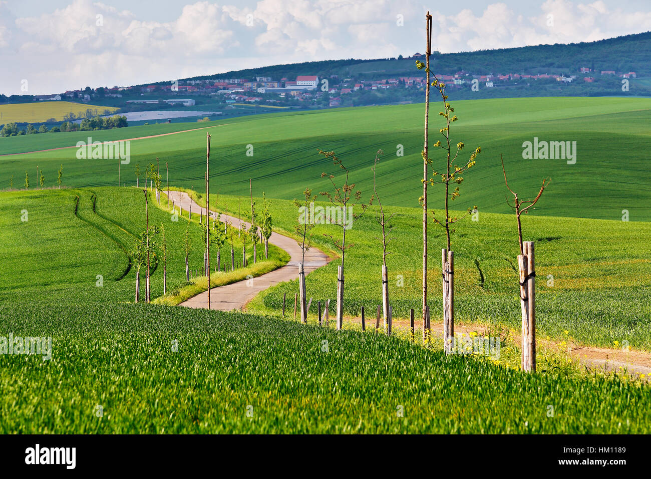 Road in spring green fields. Green agriculture crop. Spring hills and fields of South Moravia. Town on a hill Stock Photo