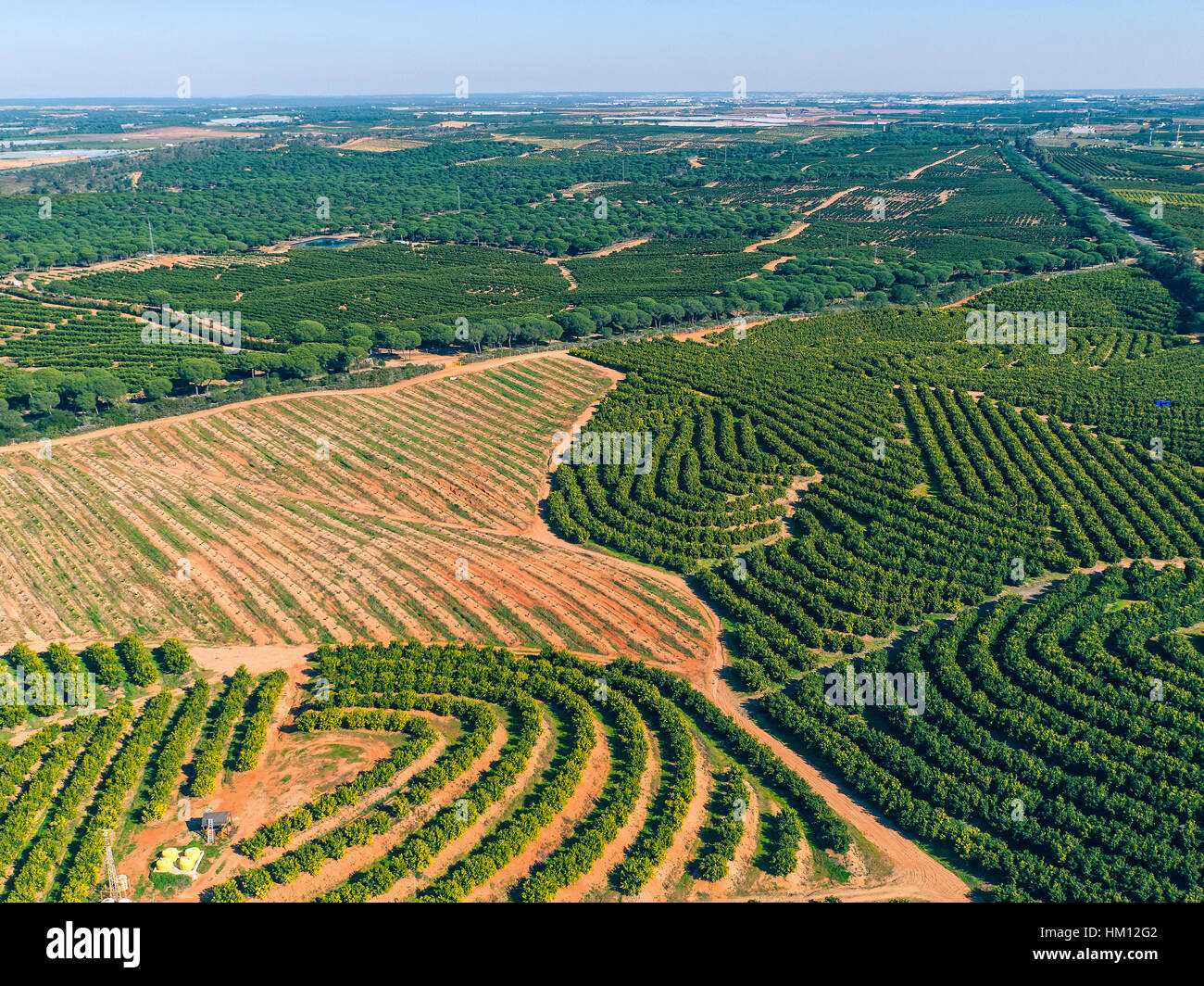 Aerial View Orange Trees Plantation, Spain Stock Photo Alamy