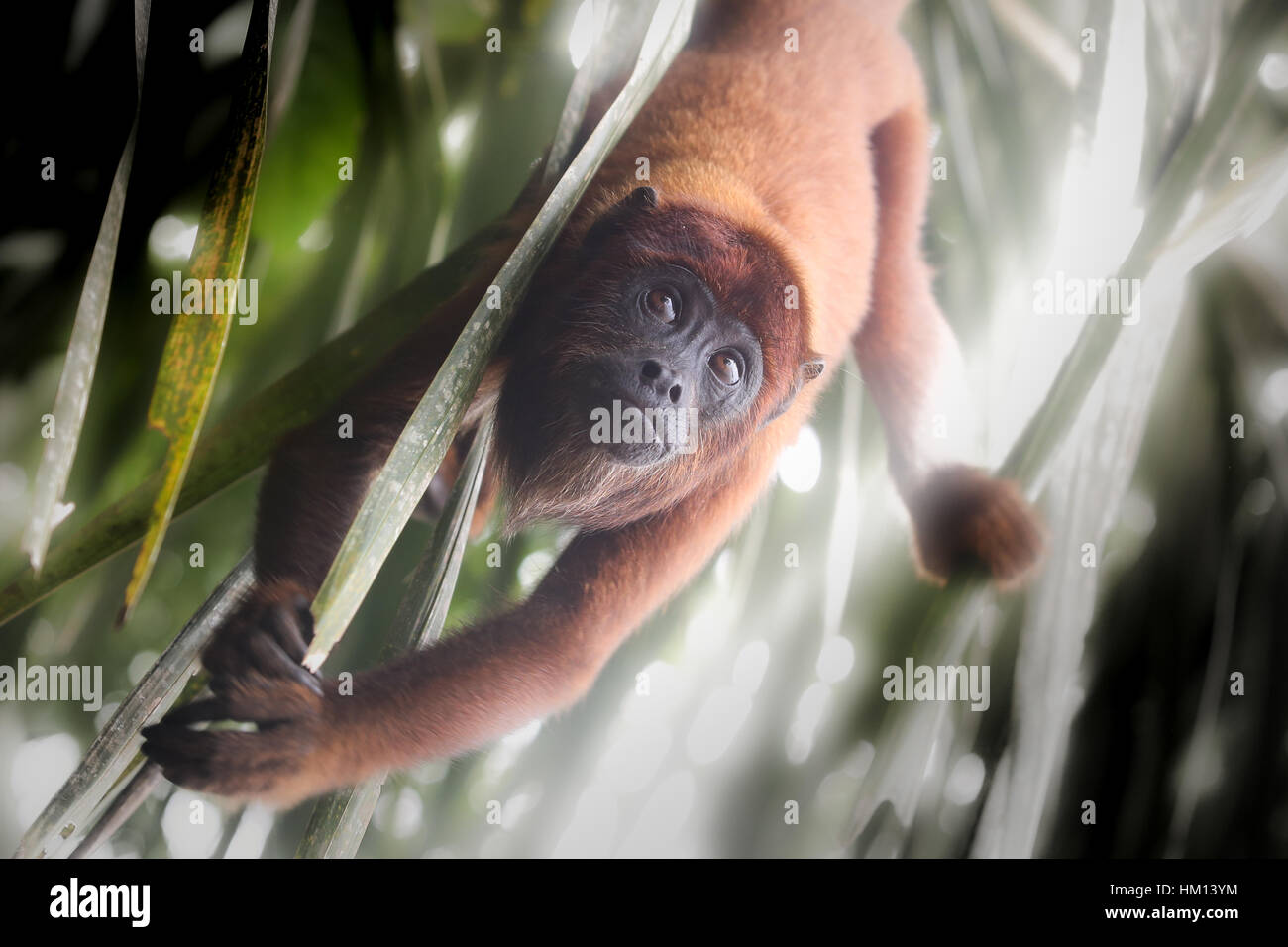 Amazon Jungle in Peru. Photos captured while on a jungle trip to the